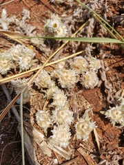 Helichrysum cerastioides