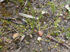 Centrolepis aristata