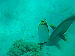 Chaetodon vagabundus