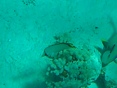 Chaetodon vagabundus