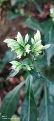 Lepidagathis formosensis