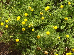 Oncosiphon pilulifer