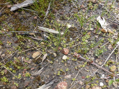 Centrolepis aristata