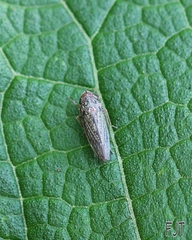 Chlorogonalia losoplanensis