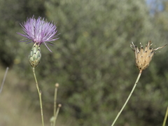 Mantisalca salmantica