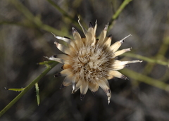 Mantisalca salmantica