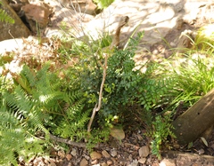 Pellaea pteroides
