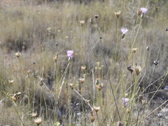 Mantisalca salmantica