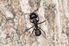 Camponotus japonicus