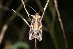 Spodoptera litura