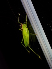 Hexacentrus unicolor