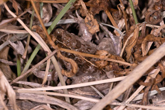 Fejervarya multistriata