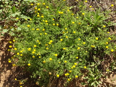 Oncosiphon pilulifer