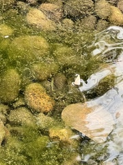 Gasterosteus aculeatus