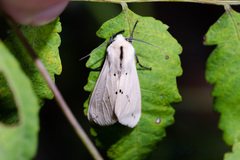 Spilarctia subcarnea