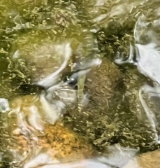 Gasterosteus aculeatus