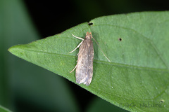 Helcystogramma