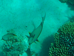 Acanthurus nigricauda