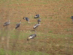 Balearica regulorum regulorum