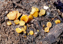 Phaeohelotium baileyanum