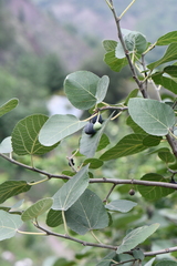 Ficus carica