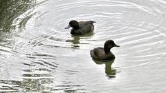 Aythya novaeseelandiae