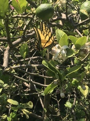 Papilio multicaudata multicaudata