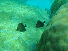 Zebrasoma scopas