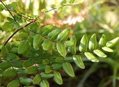 Pellaea pteroides