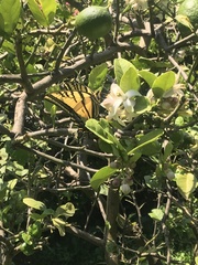 Papilio multicaudata multicaudata