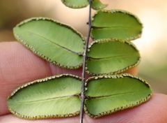 Pellaea pteroides