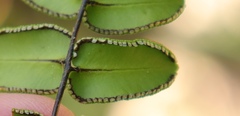 Pellaea pteroides
