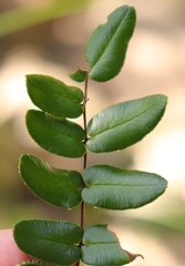 Pellaea pteroides