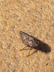 Aphrophora