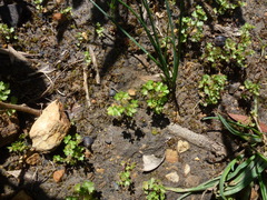 Hydrocotyle callicarpa