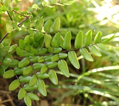 Pellaea pteroides