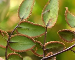 Pellaea pteroides