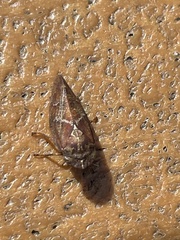 Aphrophora