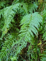 Asplenium bulbiferum