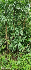 Ardisia virens