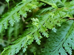 Asplenium bulbiferum