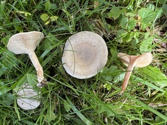 Clitocybe rivulosa