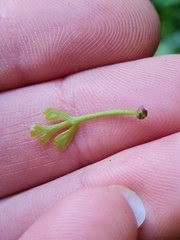 Asplenium bulbiferum