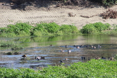 Gallinula galeata cachinnans