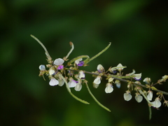 Sohmaea laxiflora