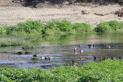 Gallinula galeata cachinnans