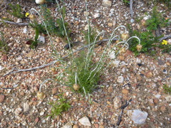 Chrysocephalum baxteri