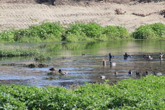 Gallinula galeata cachinnans