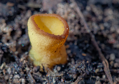 Phaeohelotium baileyanum