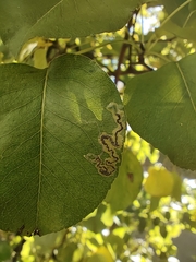 Stigmella oxyacanthella